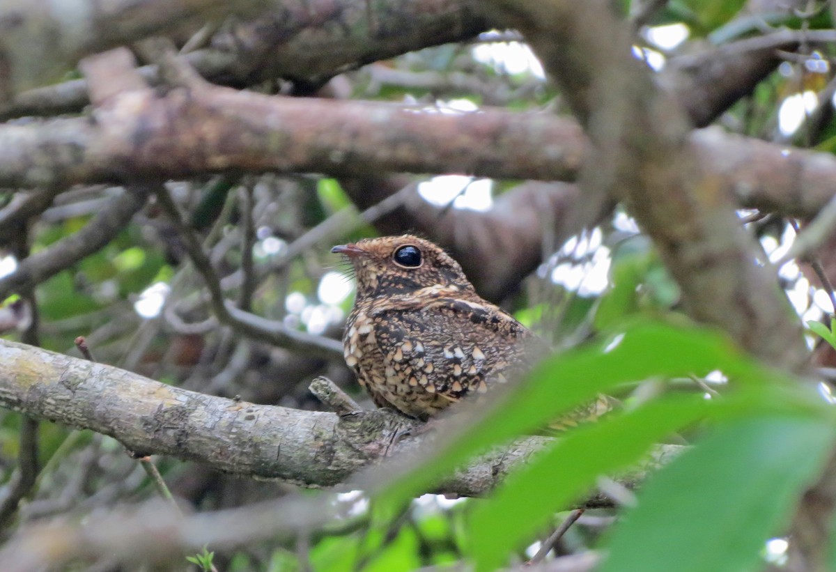 Spot-tailed Nightjar - Allen Lewis