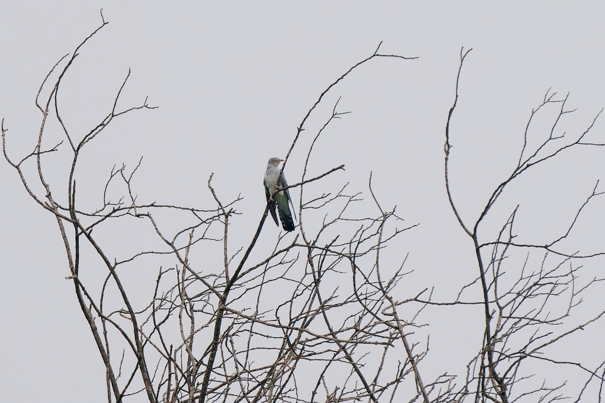 Common Cuckoo - ML264799001