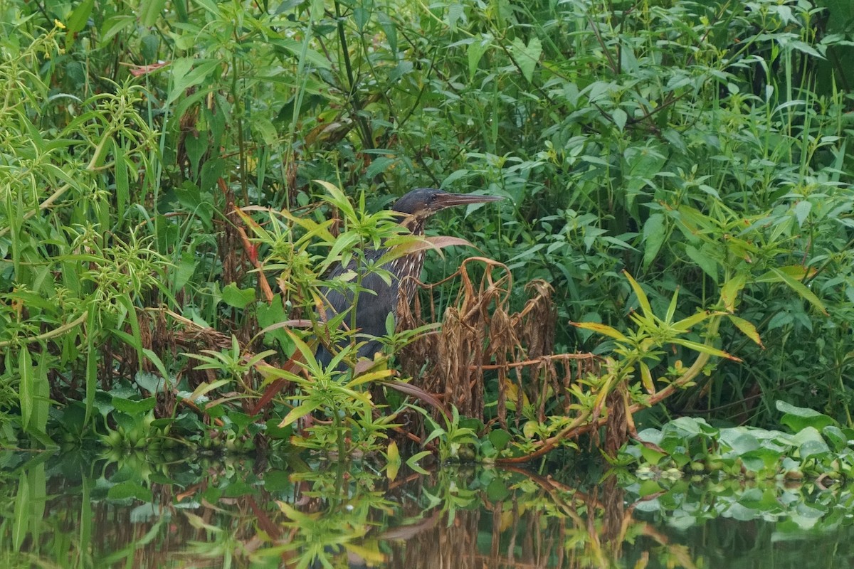 Black Bittern - ML264799091