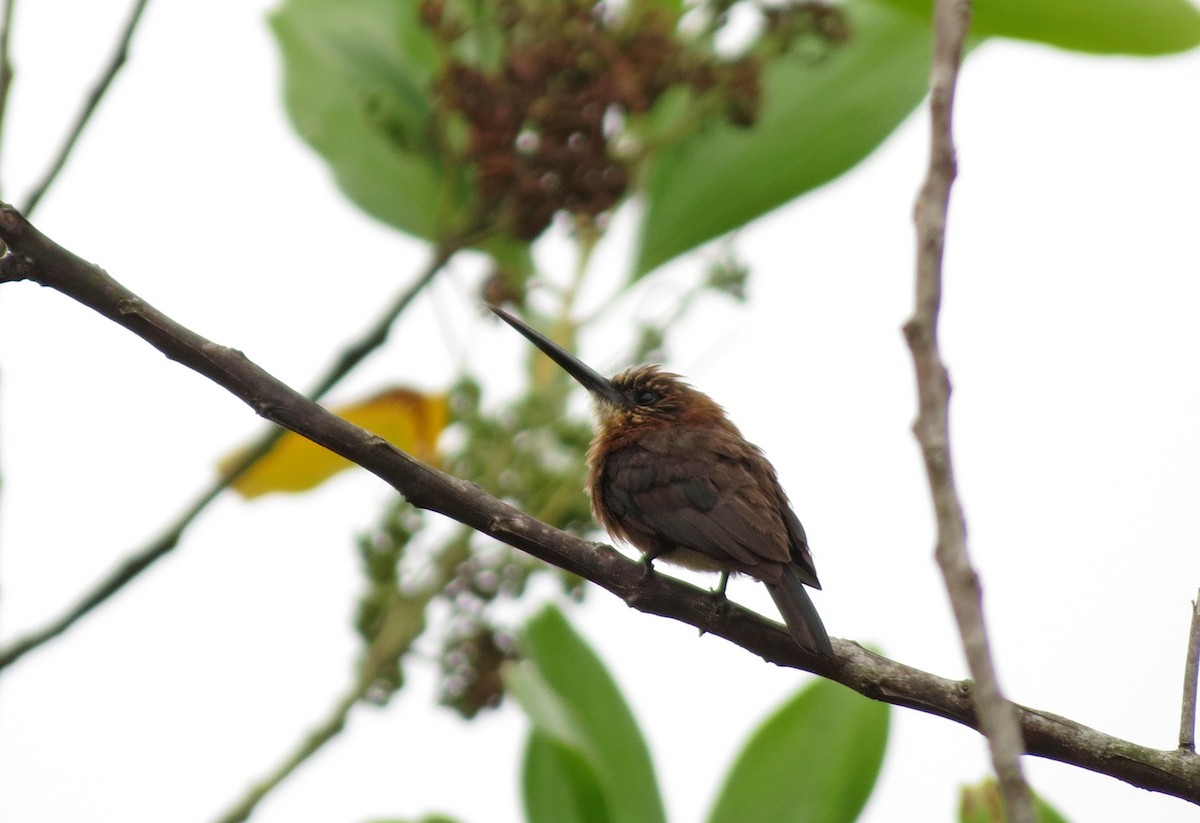 Brown Jacamar - ML26479911