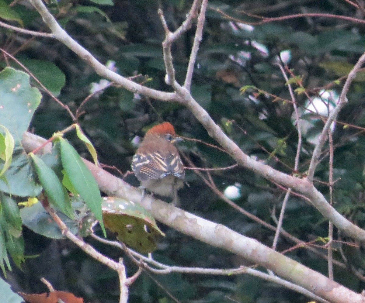 Black-crested Antshrike - ML26479961