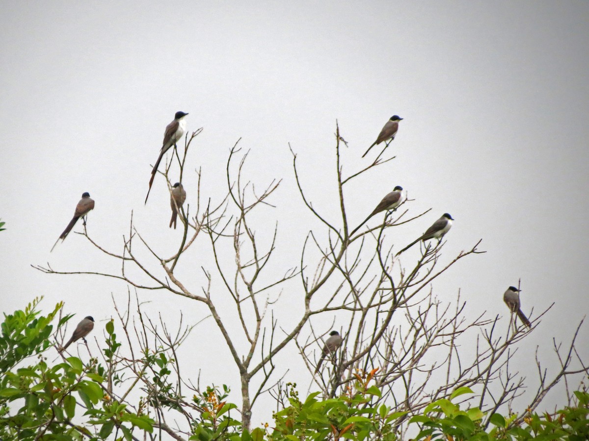 Fork-tailed Flycatcher - ML26480001