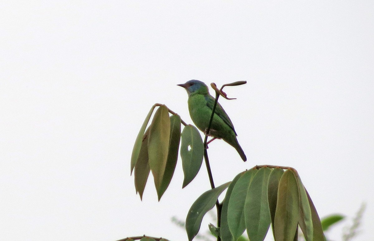 Blue Dacnis - ML26480051