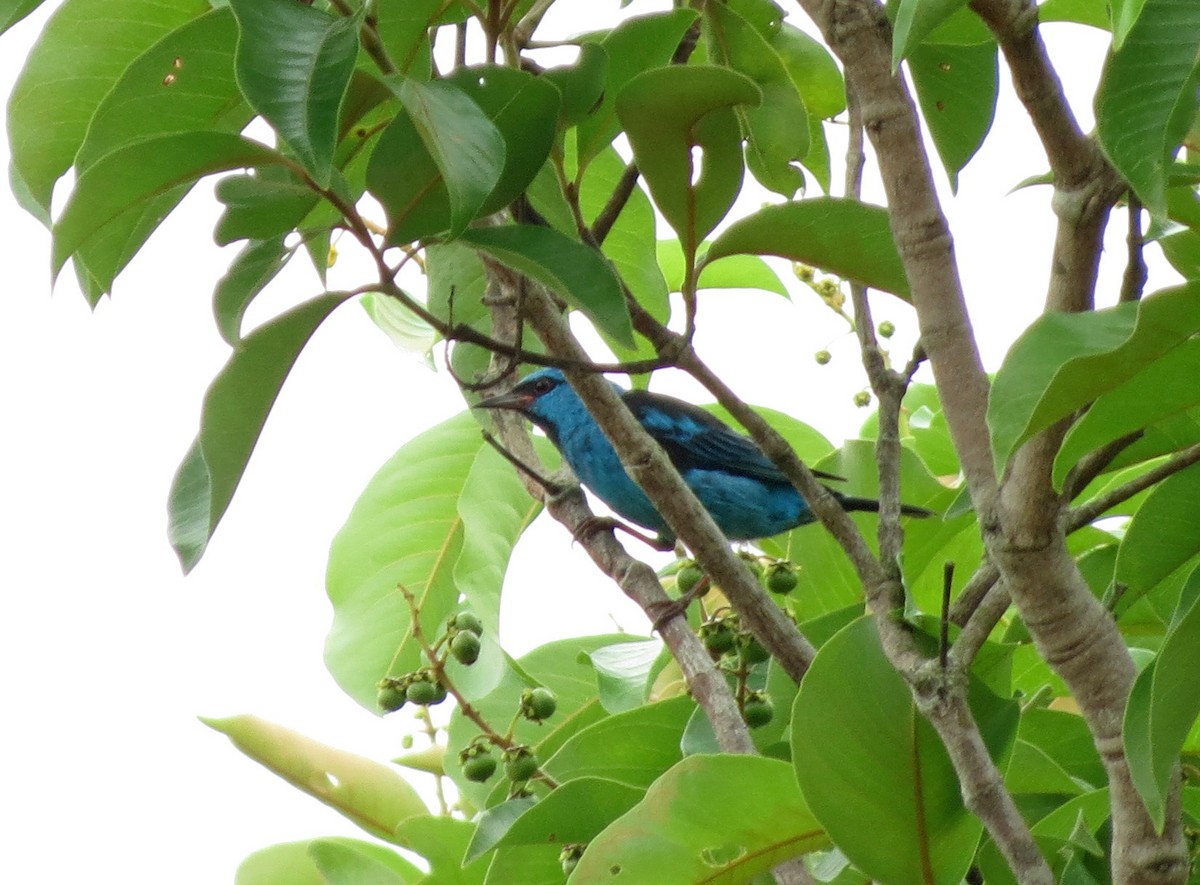 Blue Dacnis - ML26480061