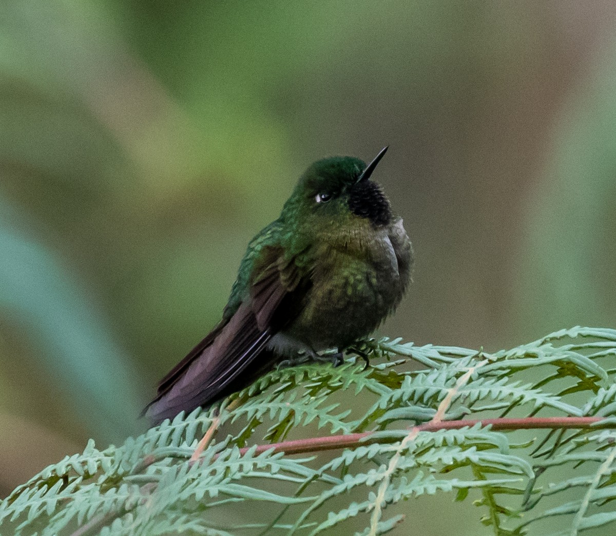 kolibřík dřišťálový - ML264805001
