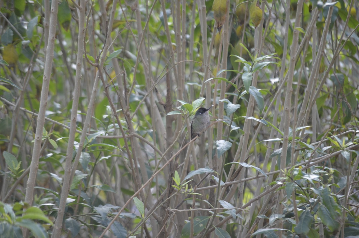 Green-backed Firecrown - José Ignacio Catalán Ruiz