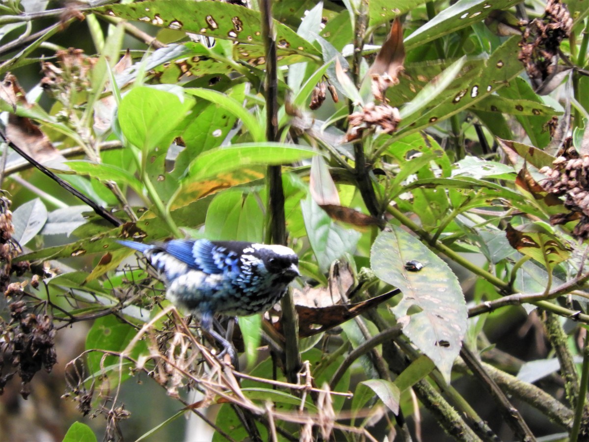 Beryl-spangled Tanager - ML264807581