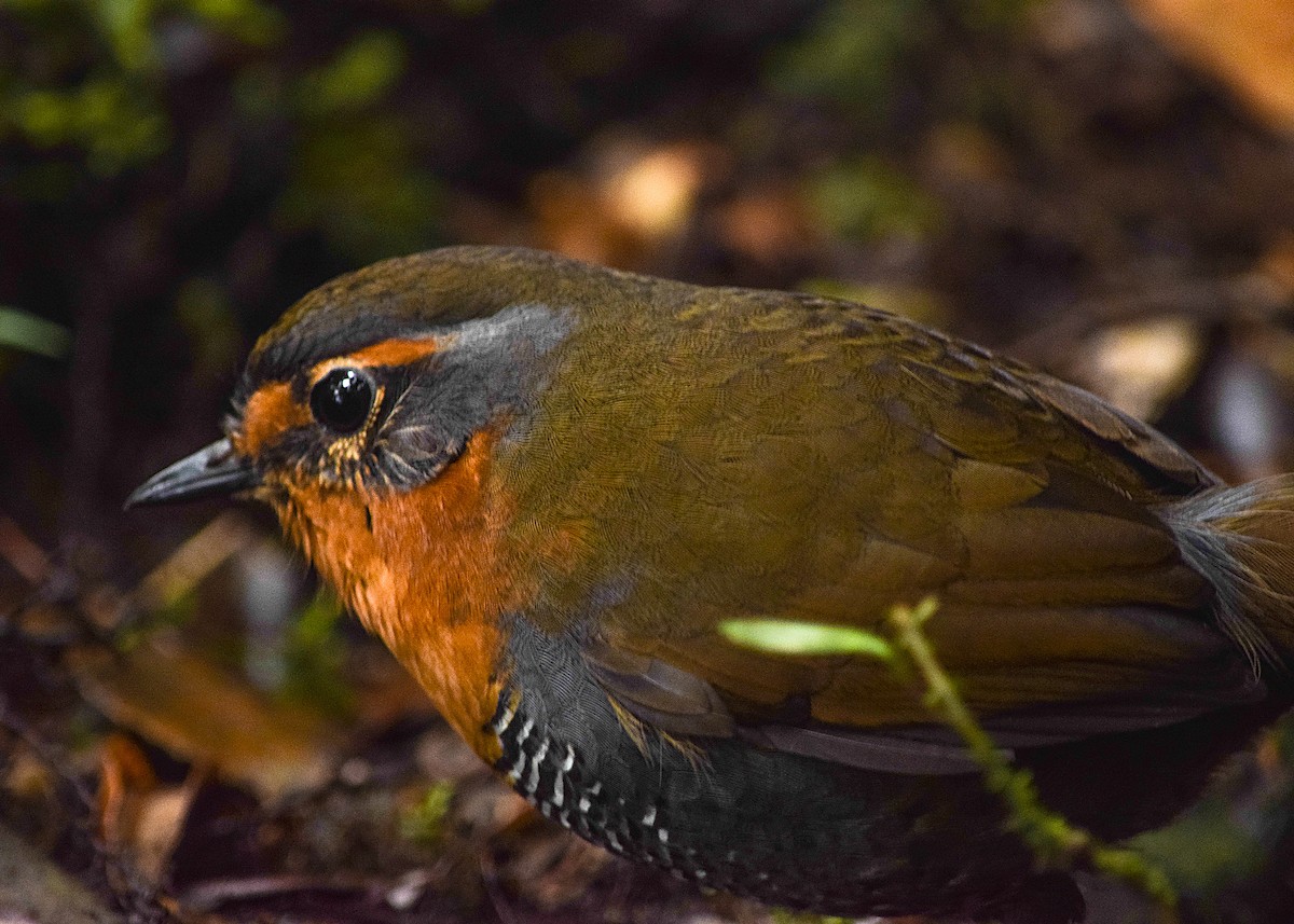 Chucao Tapaculo - ML264809501