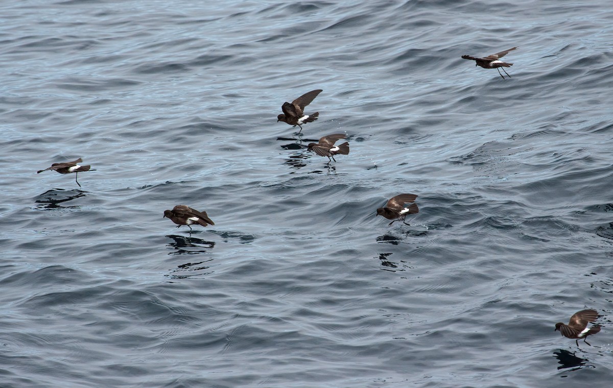 Elliot's Storm-Petrel - Nick Athanas