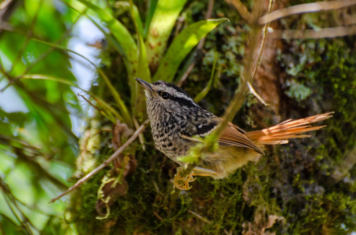 Rufous-tailed Antbird - Marcos Eugênio Birding Guide
