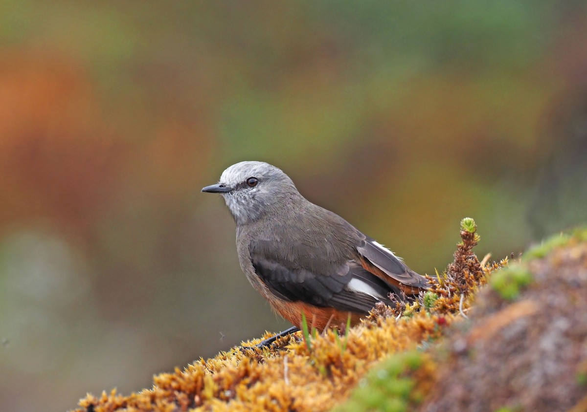 Red-rumped Bush-Tyrant - ML264814761