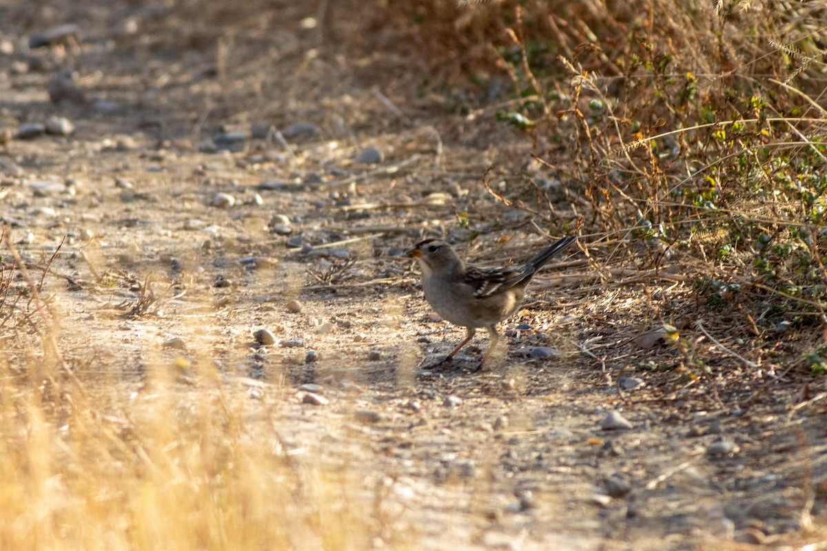 White-crowned Sparrow - ML264815161
