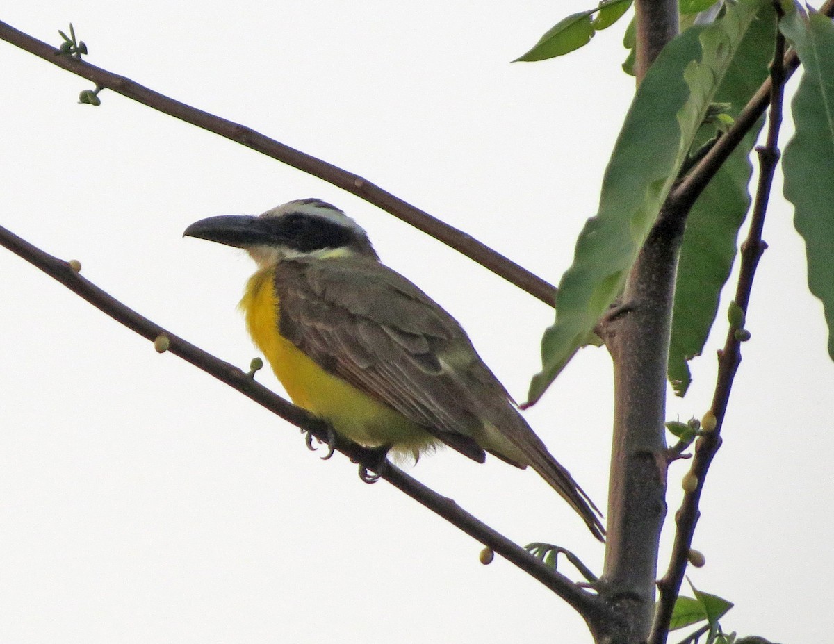 Boat-billed Flycatcher - ML26481551