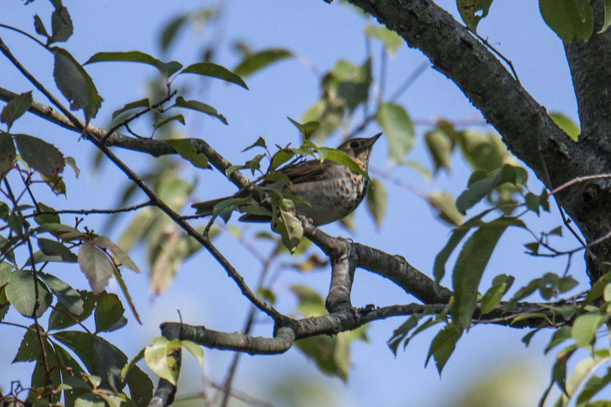 Swainson's Thrush - ML264817401