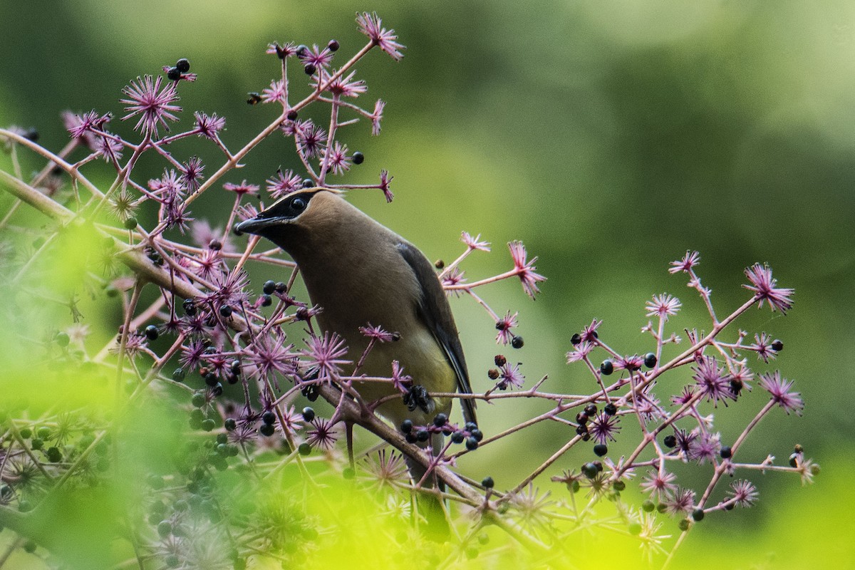 Cedar Waxwing - Elephi Pelephi