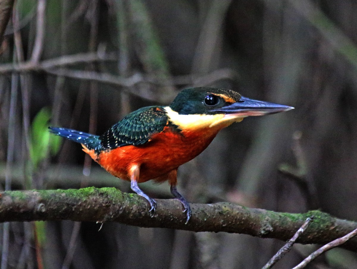 Green-and-rufous Kingfisher - ML264817471