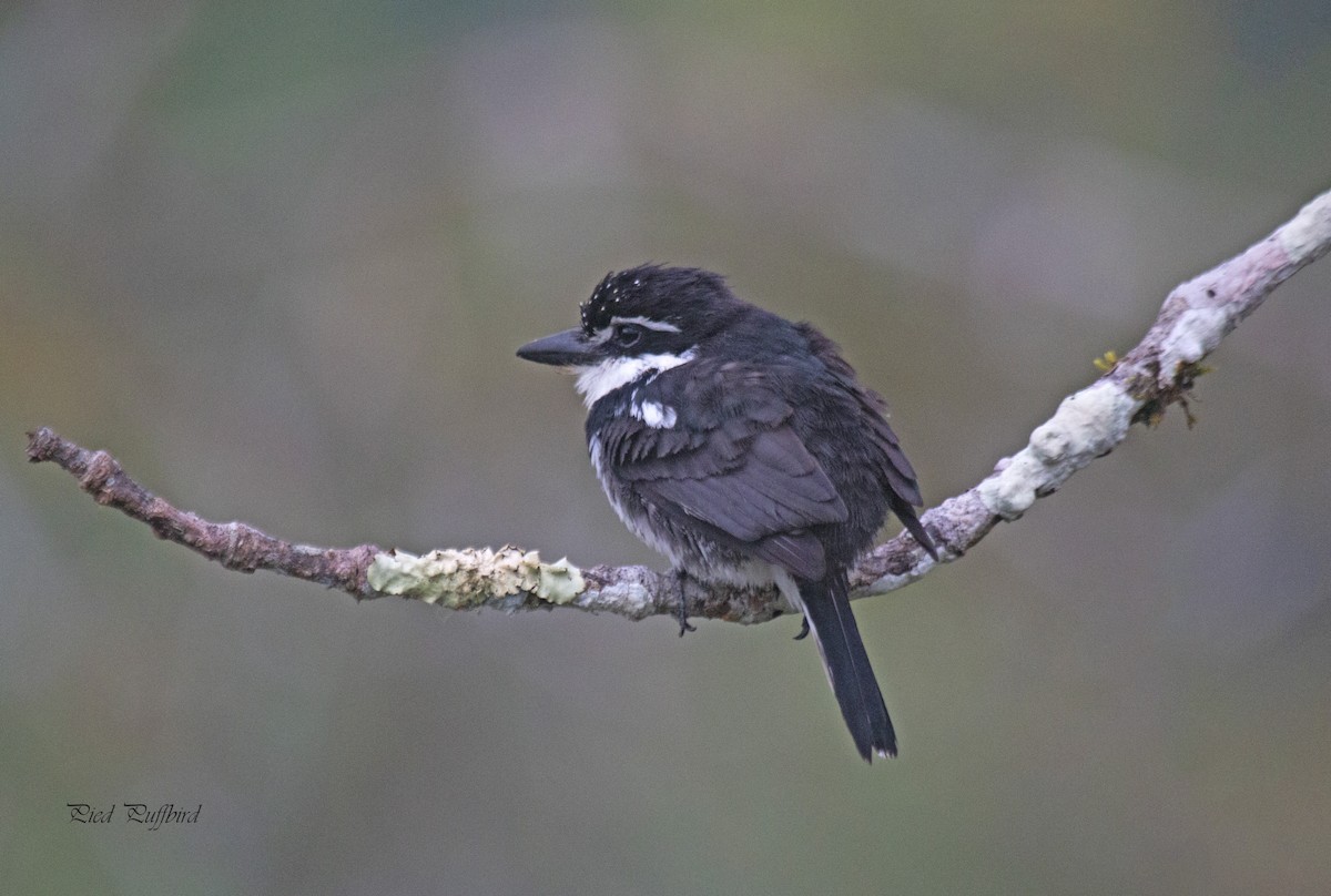 Pied Puffbird - ML264817641