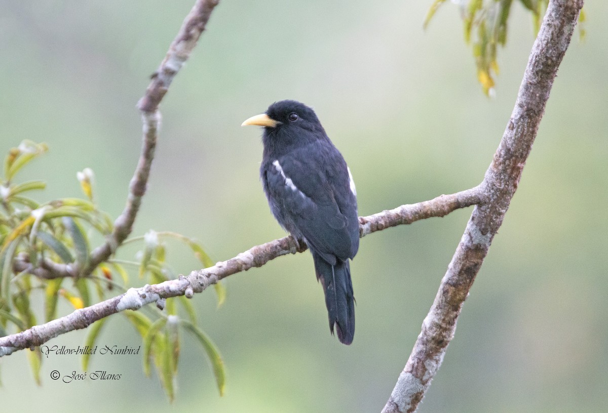 Yellow-billed Nunbird - ML264817811