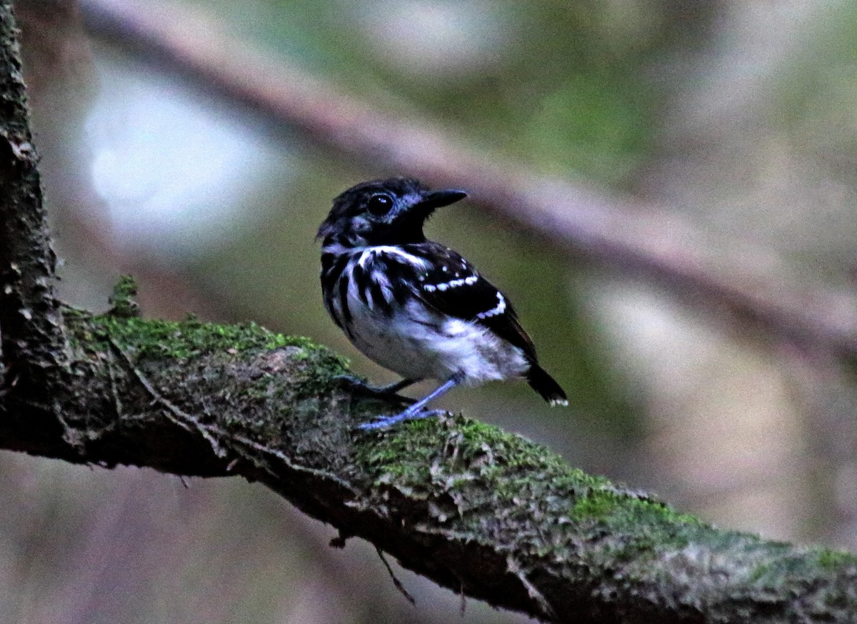 Dot-backed Antbird - ML264818821