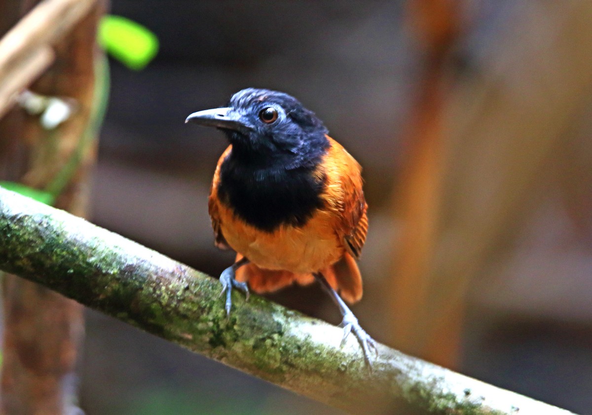 White-shouldered Antbird - Jose Illanes