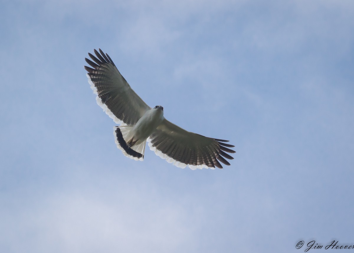 White Hawk - Jim Hoover