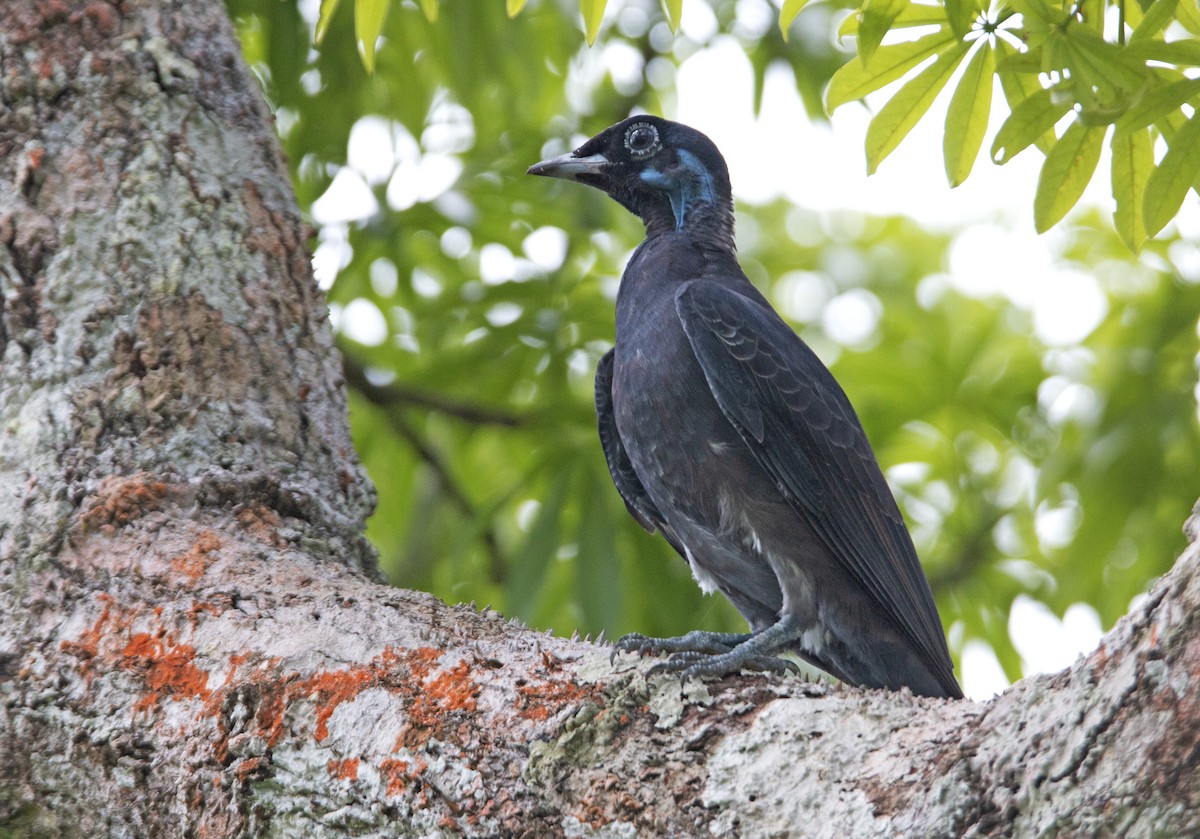 Bare-necked Fruitcrow - ML264819221