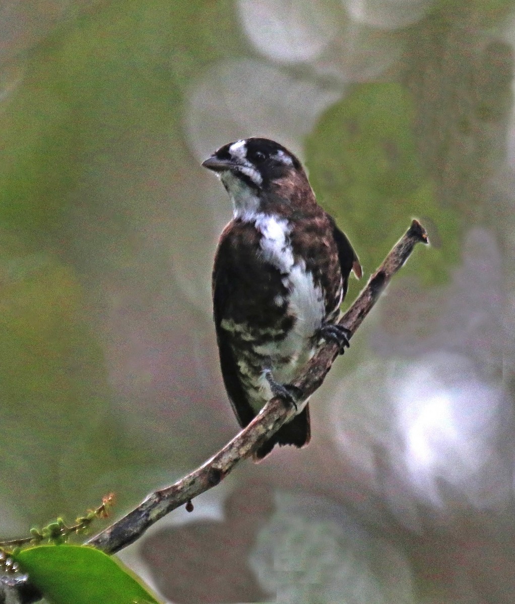 White-browed Purpletuft - ML264819341