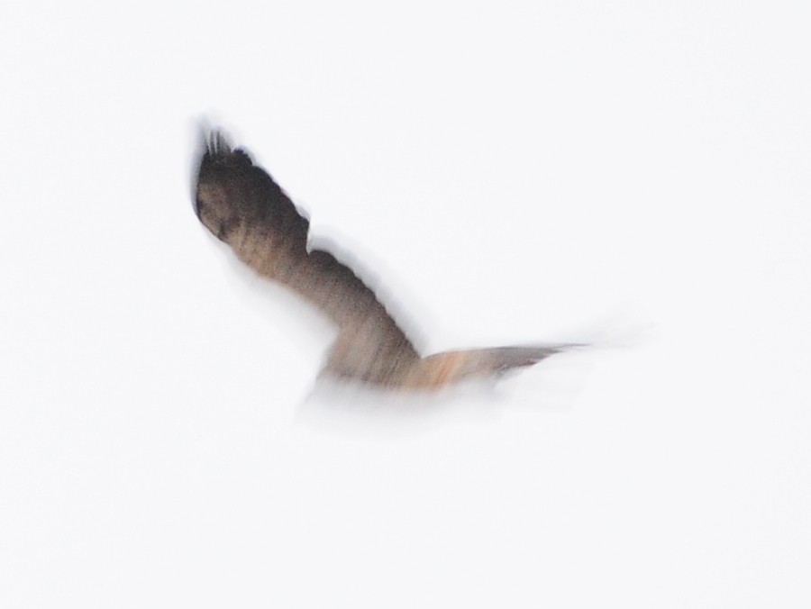 Swainson's Hawk - ML264820391