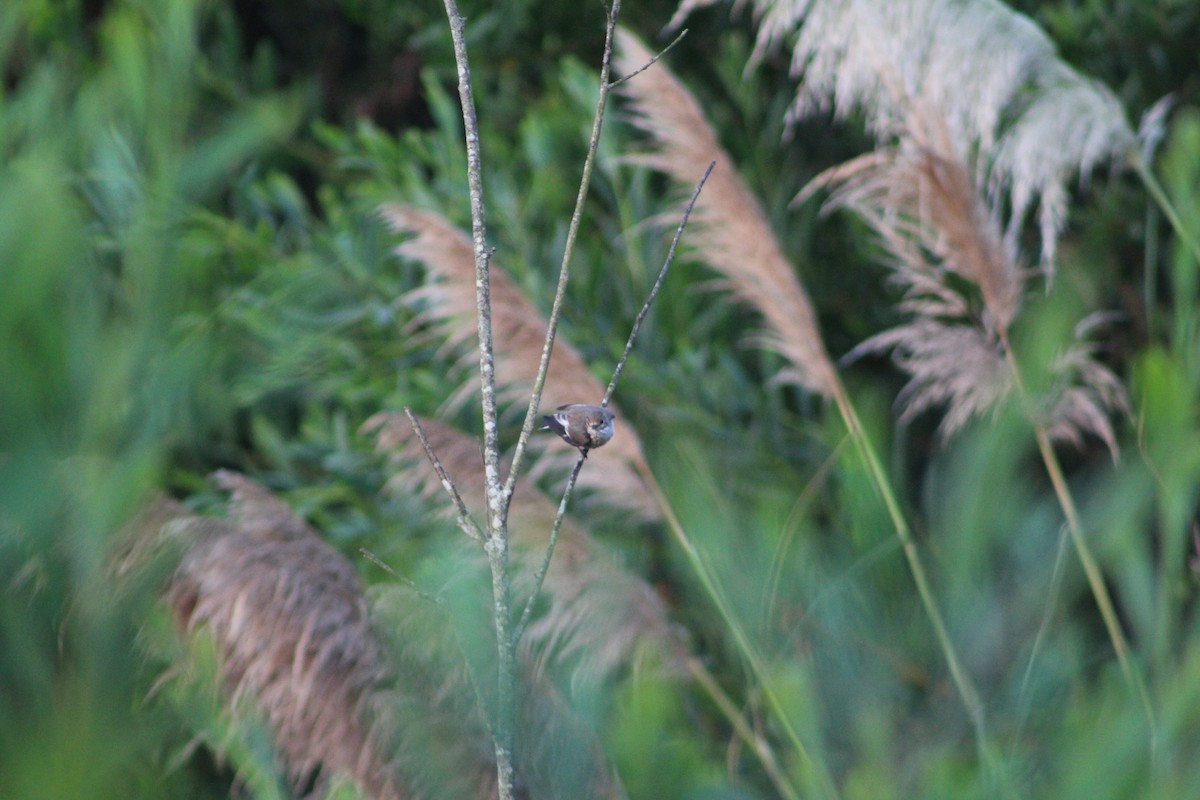 European Pied Flycatcher - ML264820841