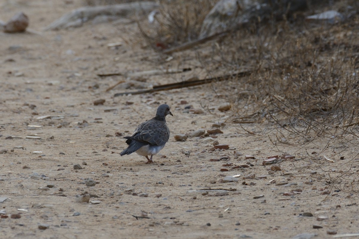 European Turtle-Dove - ML264822331