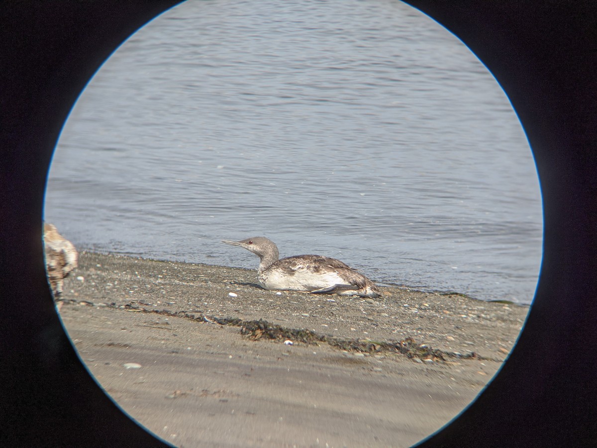 Red-throated Loon - ML264822991