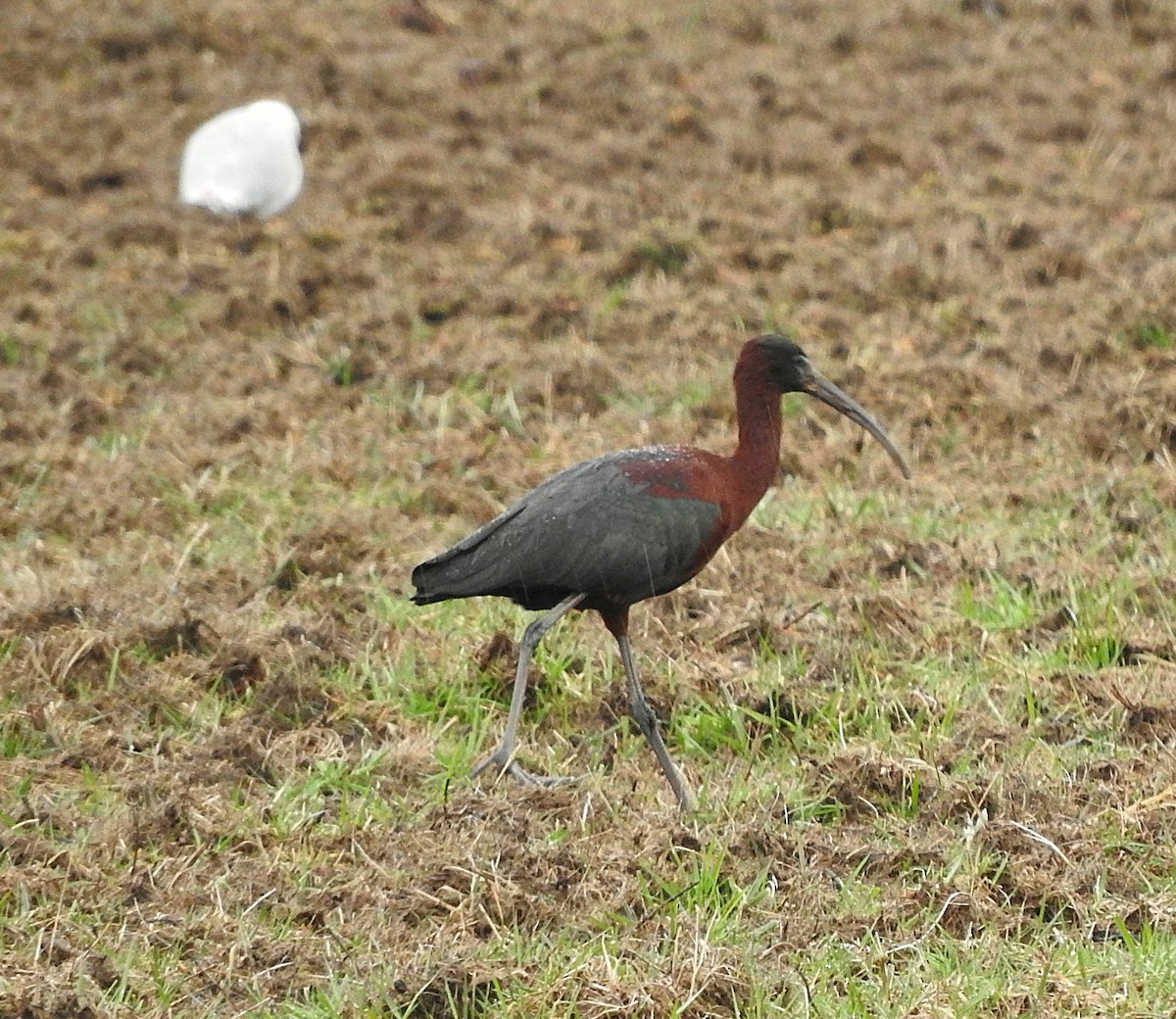 ibis hnědý - ML26482311