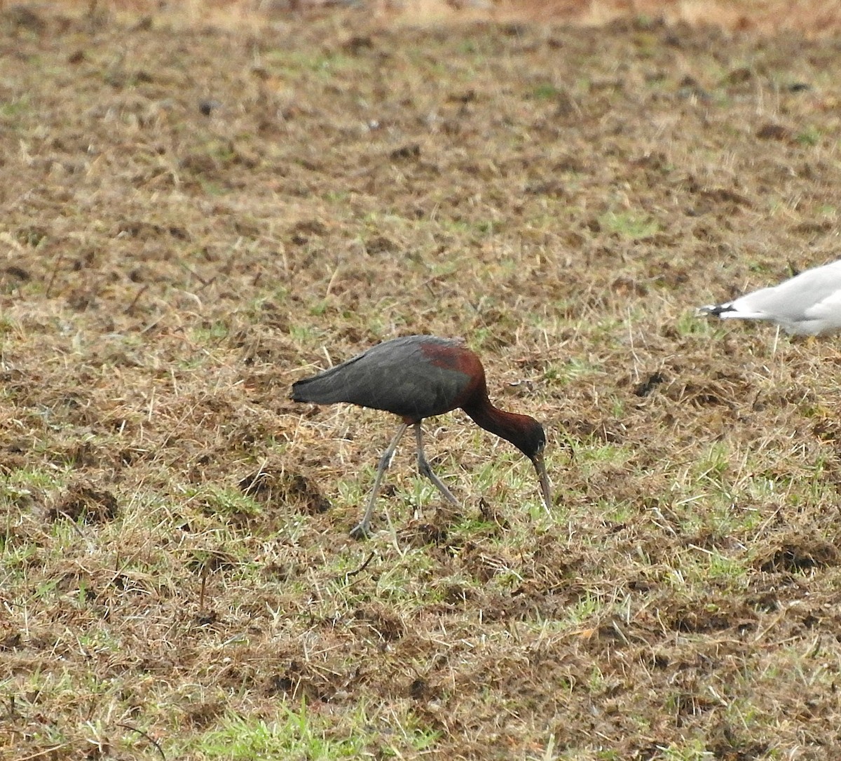 Glossy Ibis - ML26482351