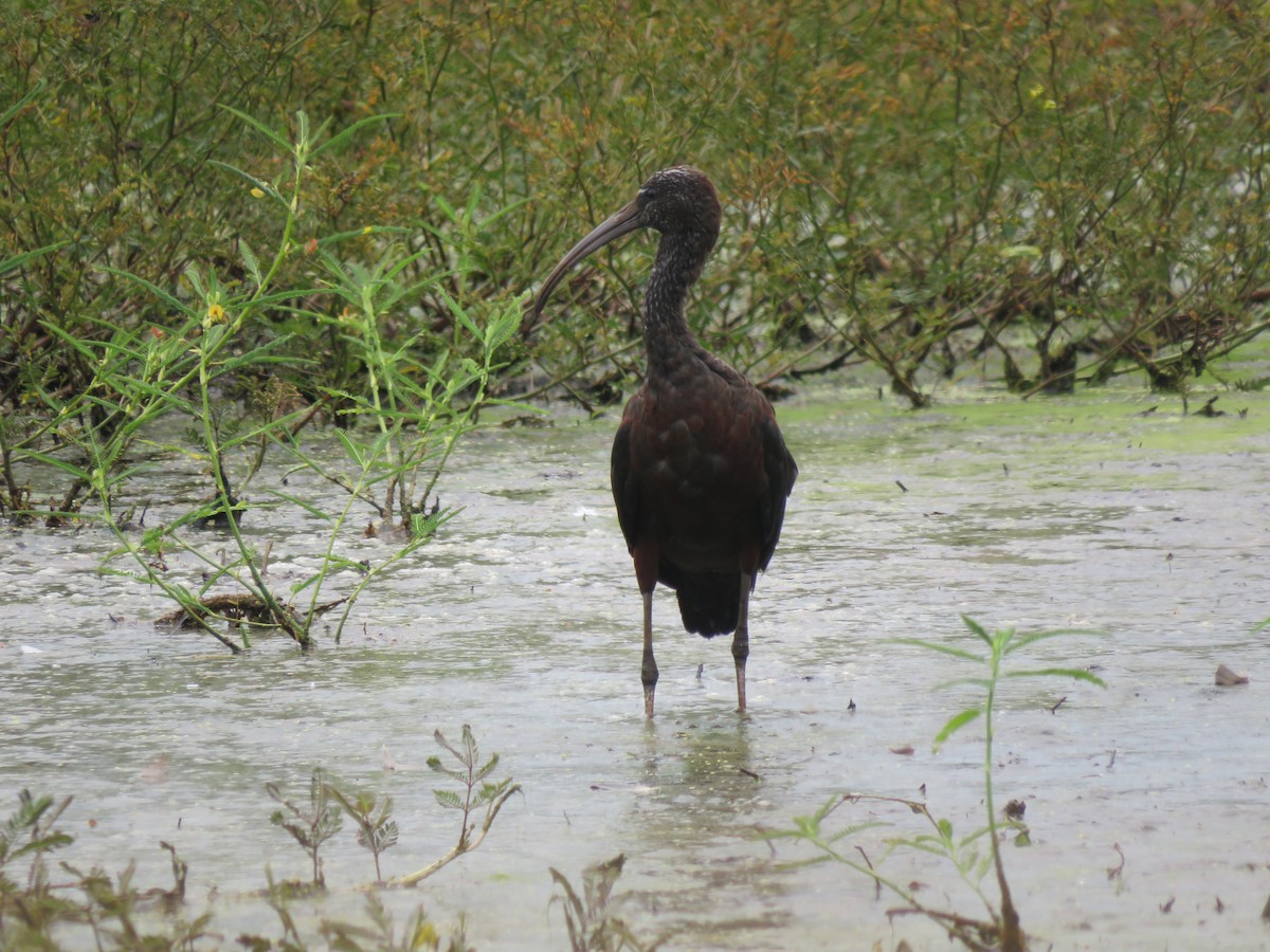 Glossy Ibis - ML264824161