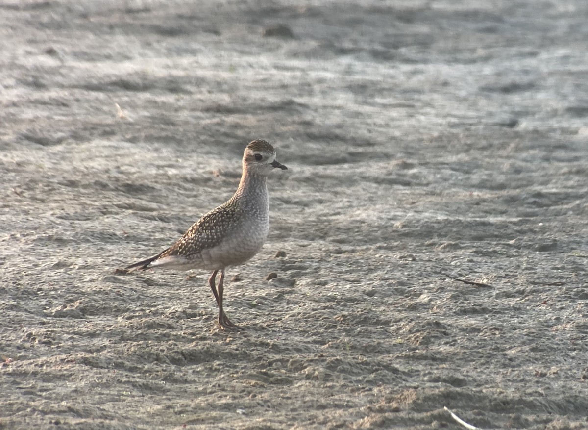 American Golden-Plover - ML264824211