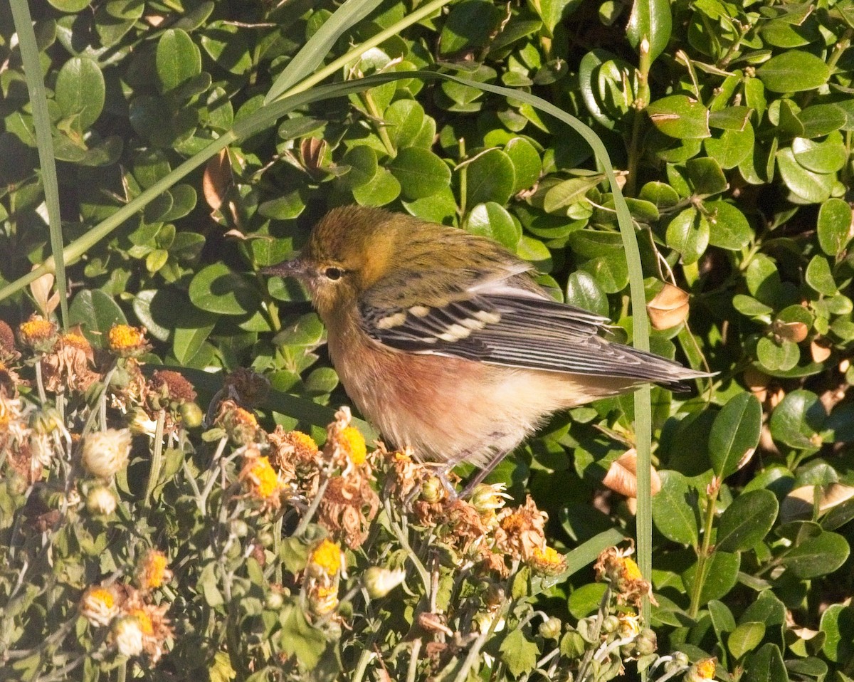 Bay-breasted Warbler - ML264824291