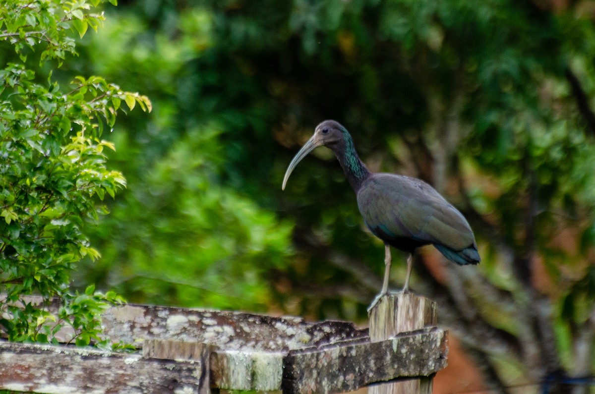 ibis zelený - ML264825451