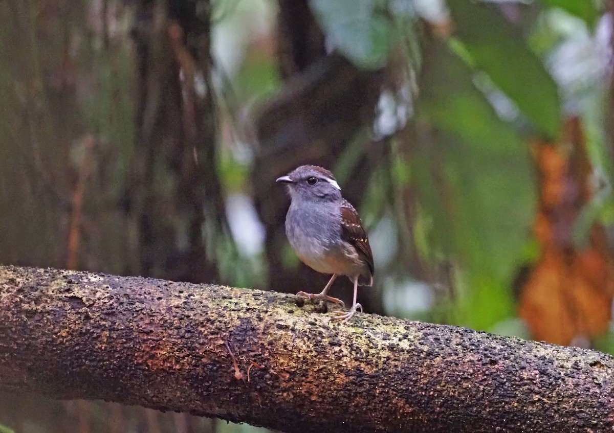 Ash-throated Gnateater - ML264826681