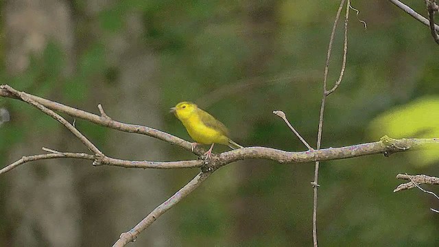 Hooded Warbler - ML264828721