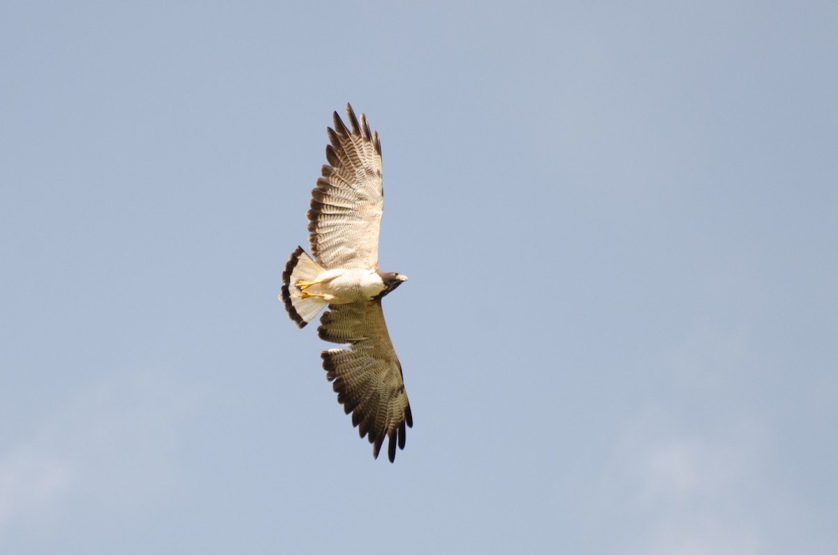 White-tailed Hawk - ML264829561