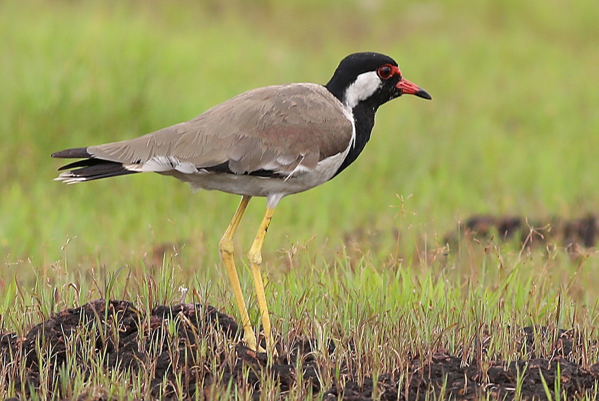 Red-wattled Lapwing - sasidharan manekkara