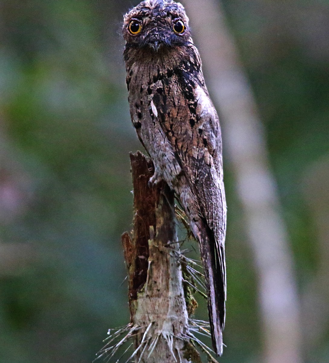 Common Potoo - Jose Illanes