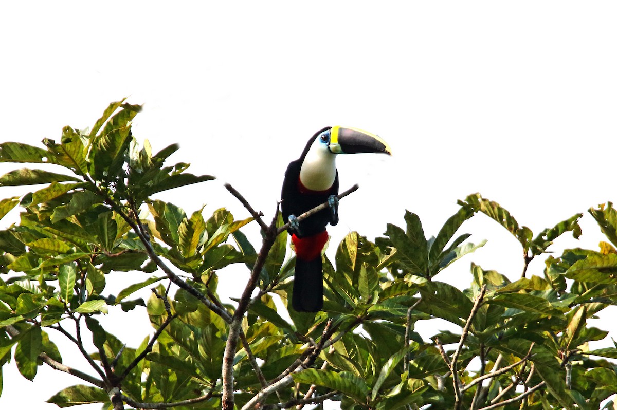 White-throated Toucan - ML264830941