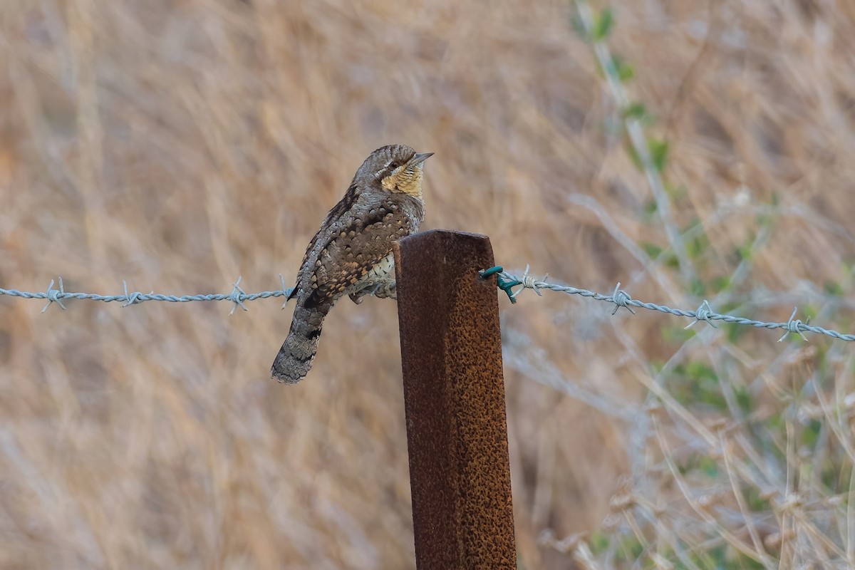 Eurasian Wryneck - ML264832051