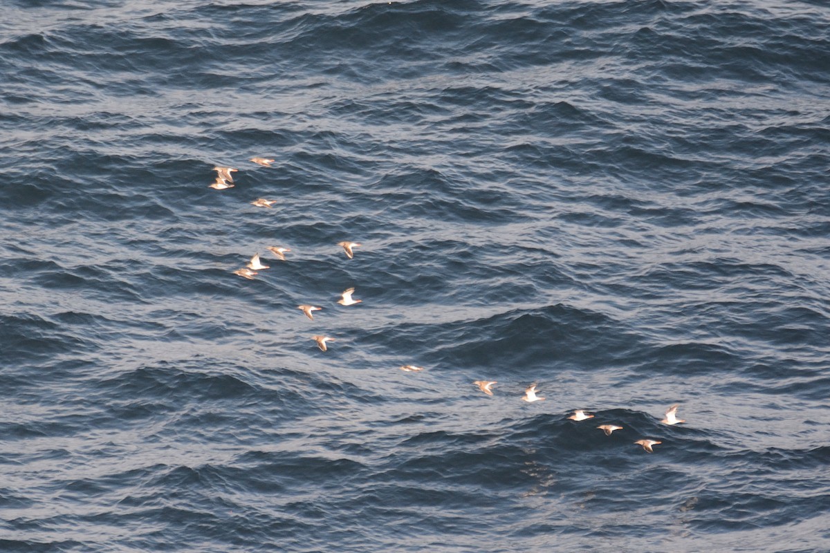 Common Redshank - ML264832411