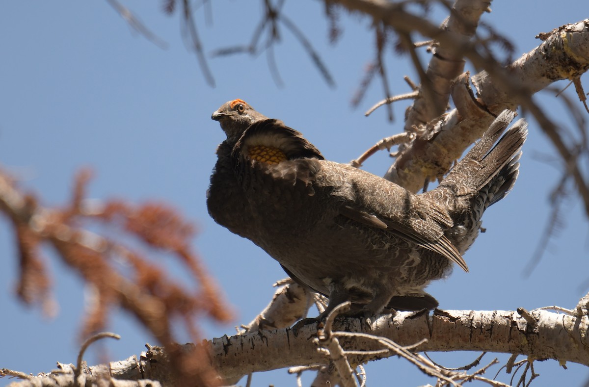 Sooty Grouse - Joseph Zeno