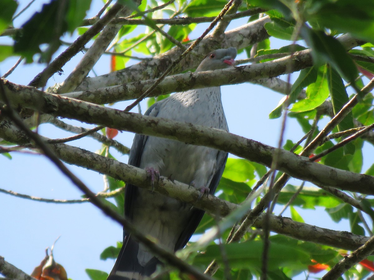 Topknot Pigeon - ML264833331