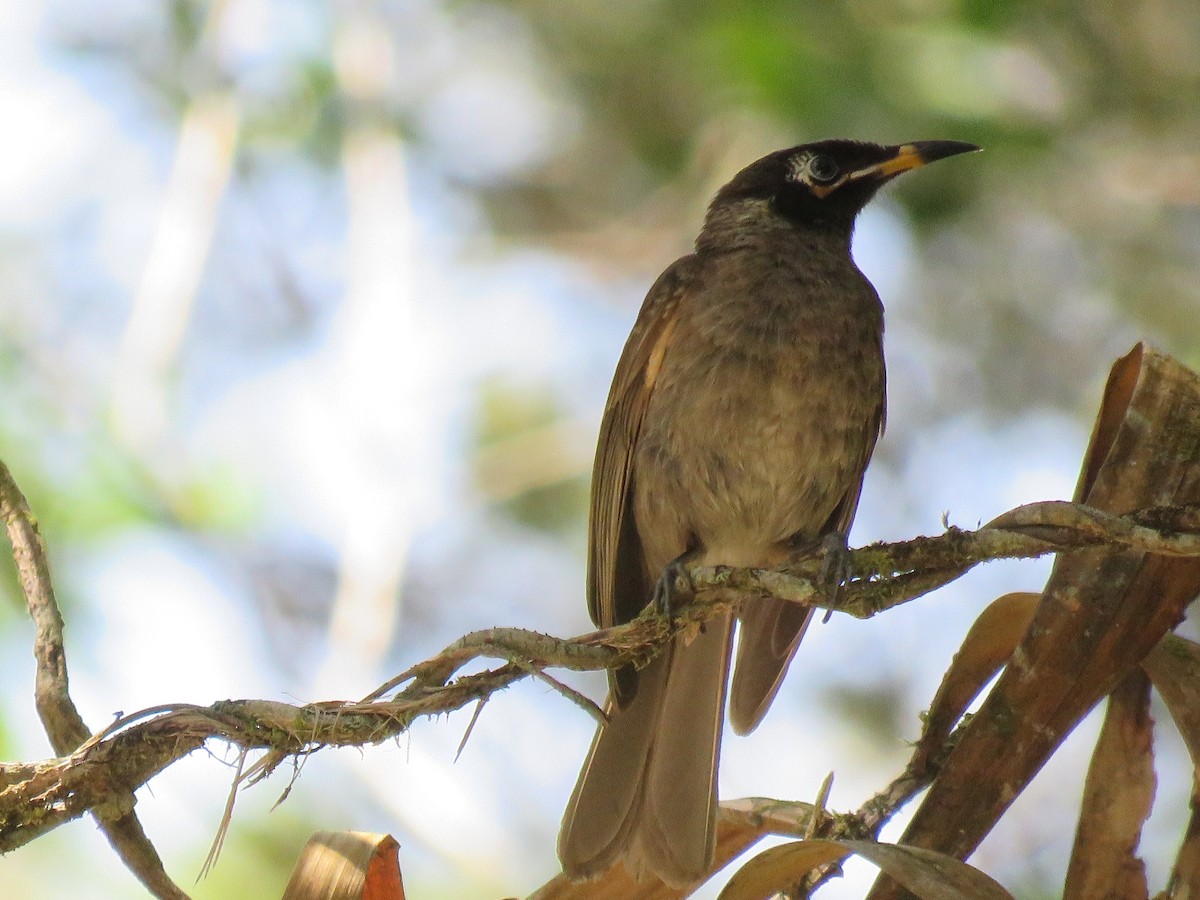 Bridled Honeyeater - ML264833771