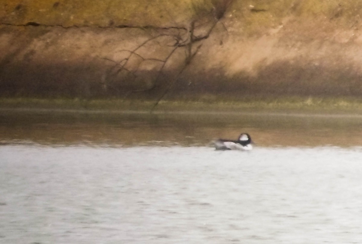 Bufflehead - ML26483411