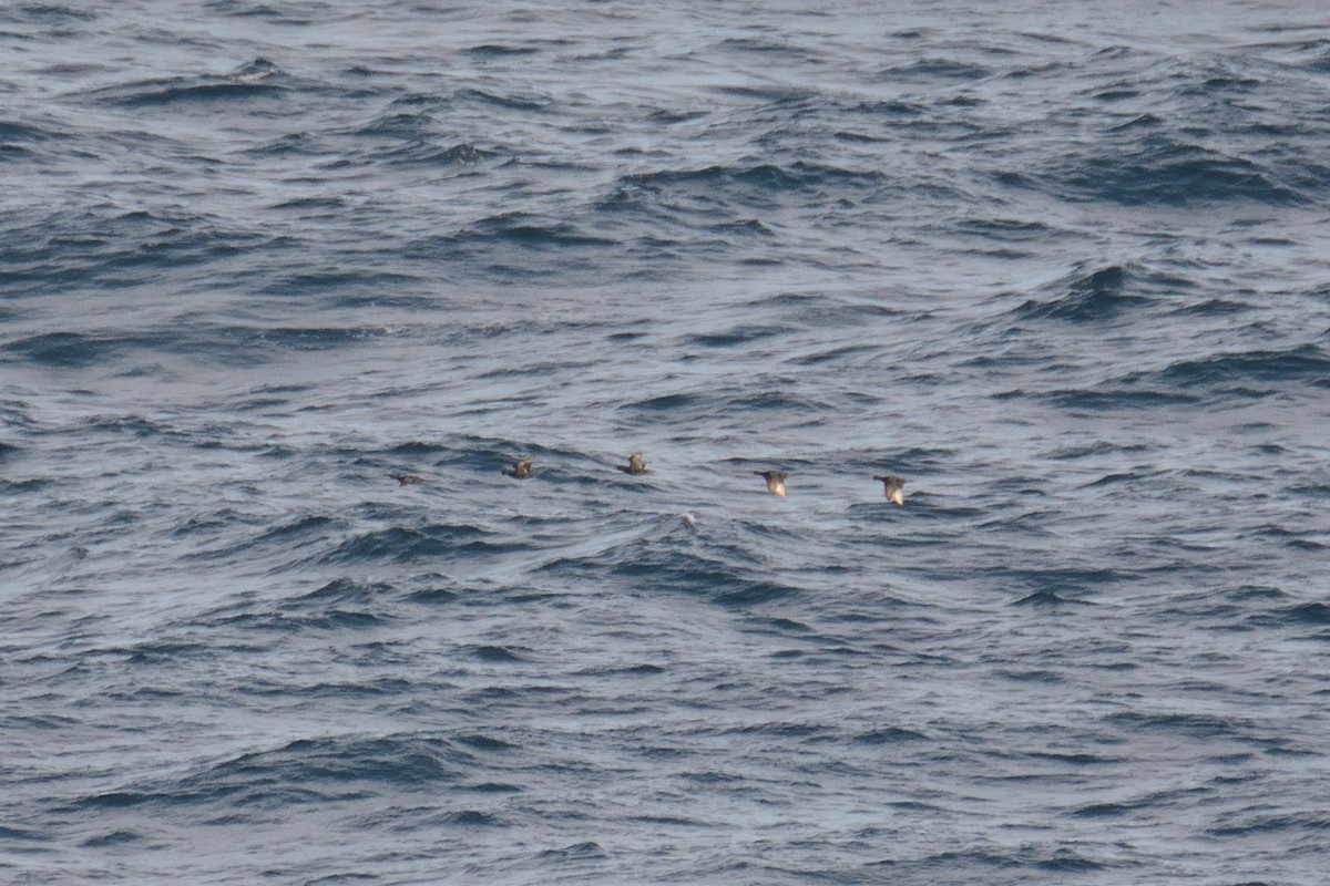 Common Scoter - Jorge  Safara